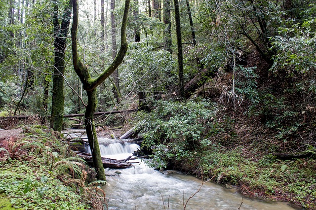 レッドウッド国立及び州立公園の画像3