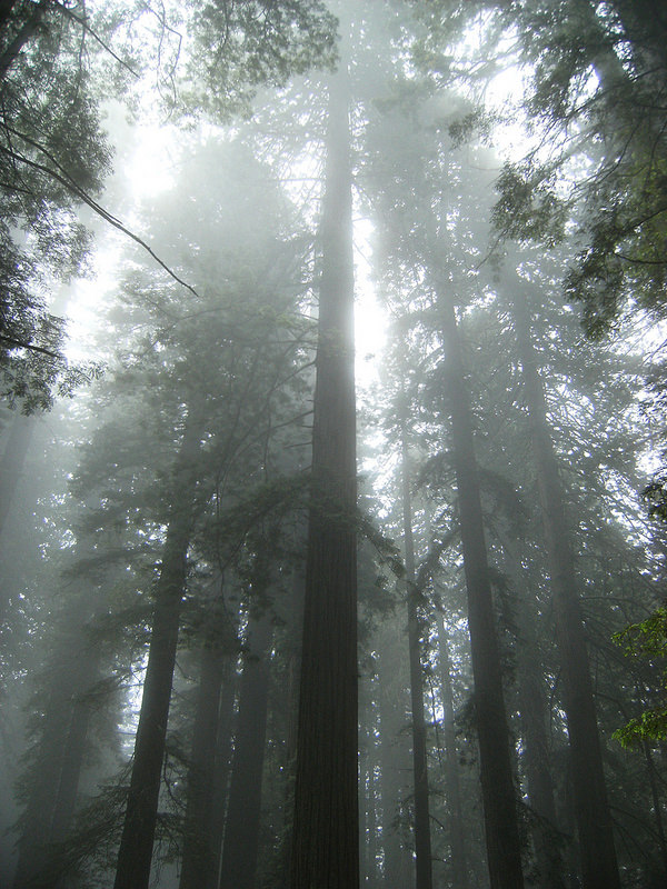 レッドウッド国立及び州立公園の画像19