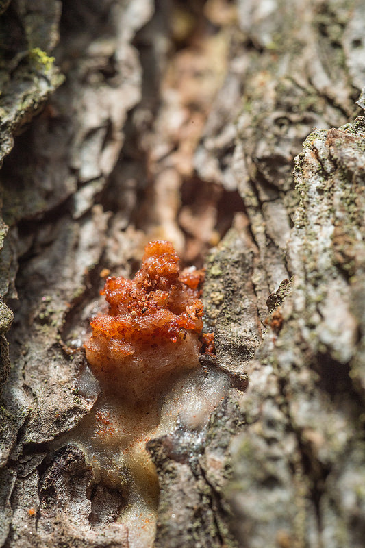 レッドウッド国立及び州立公園の画像24