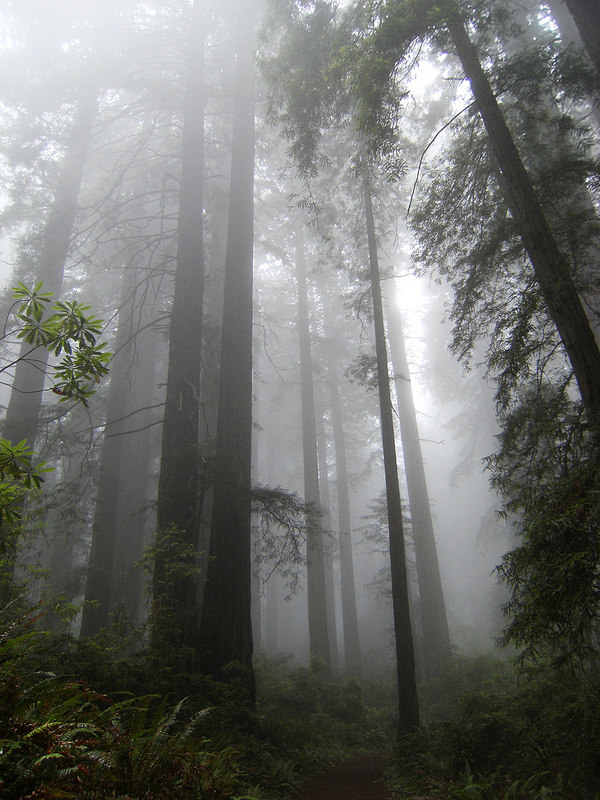 レッドウッド国立及び州立公園の画像25
