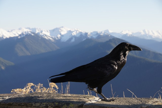 オリンピック国立公園の画像11