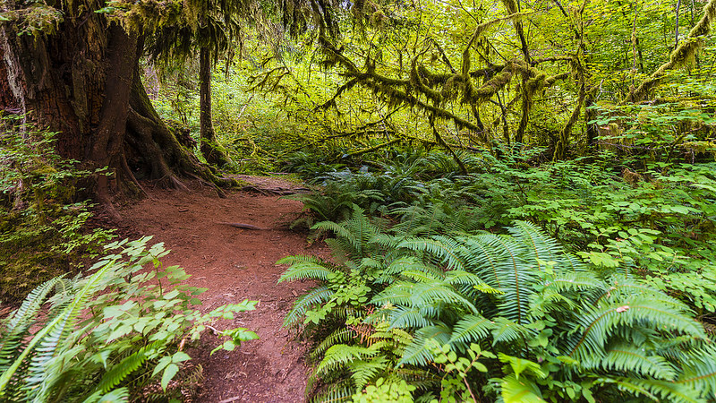 オリンピック国立公園の画像20