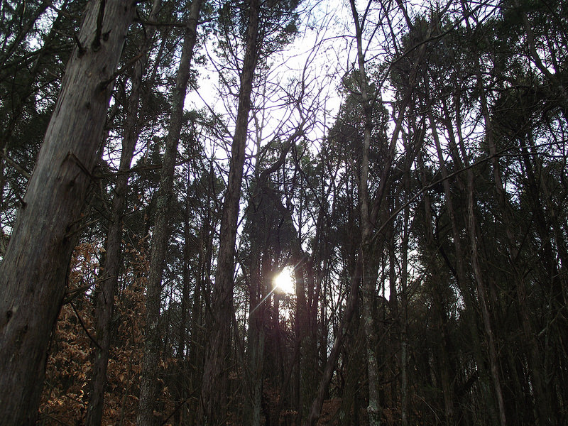 マンモス・ケーヴ国立公園の画像9