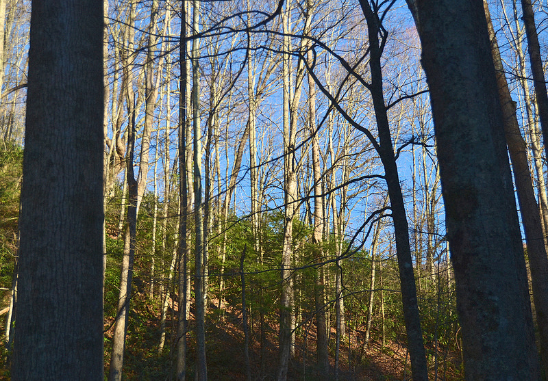 グレート・スモーキー山脈国立公園の画像15