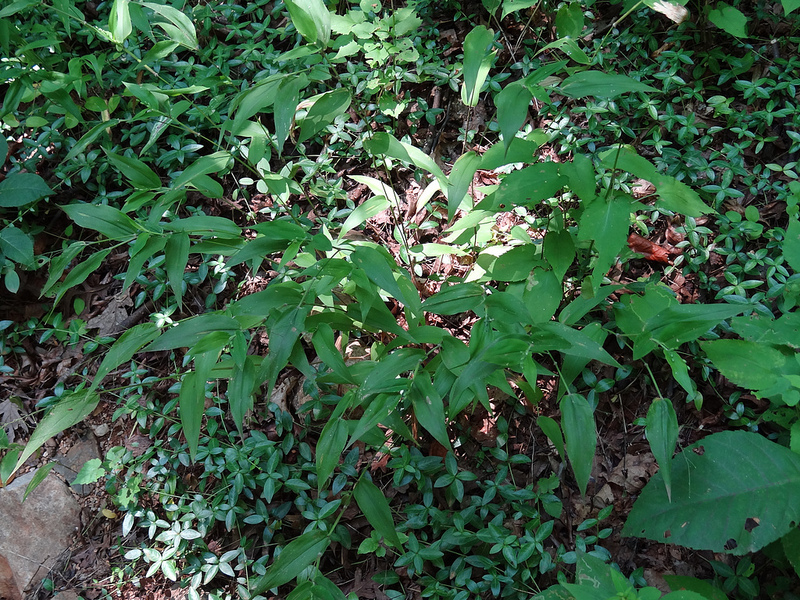 シャーロットヴィルのモンティセロとヴァージニア大学の画像30