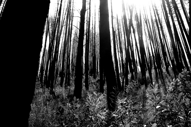 ウォータートン・グレーシャー国際平和自然公園の画像12