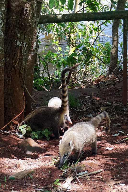 イグアス国立公園の画像12