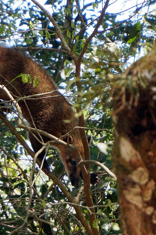 イグアス国立公園の画像14