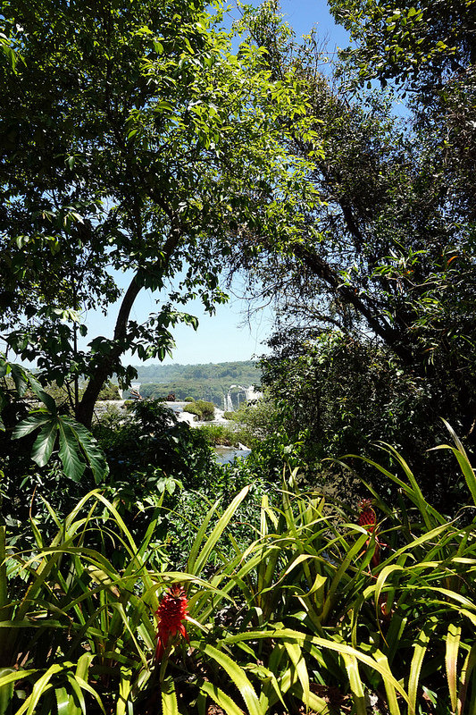 イグアス国立公園の画像21