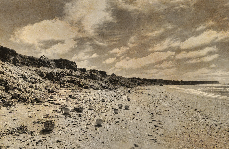 ヘンダーソン島の画像10