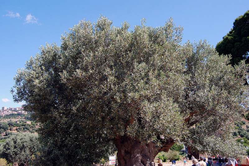 アグリジェントの遺跡地域の画像12