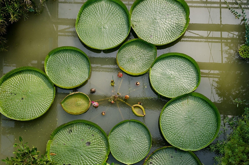パドヴァの植物園（オルト・ボタニコ）の画像16