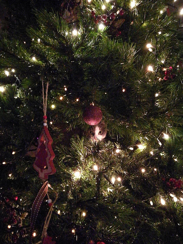 ラグーザの画像4