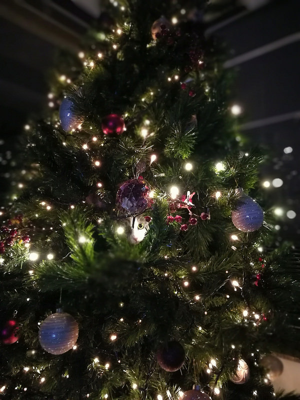 ラグーザの画像5