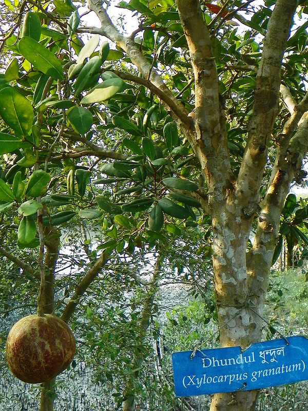 スンダルバンス国立公園の画像21