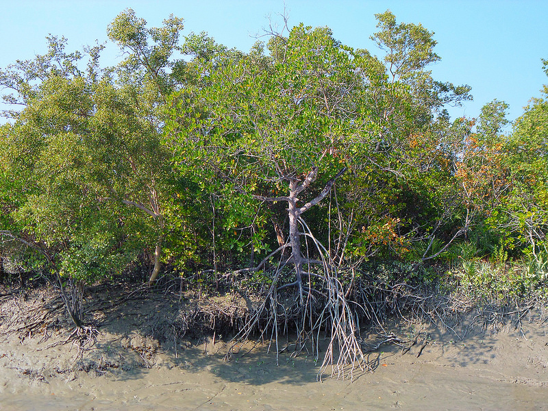 スンダルバンス国立公園の画像23