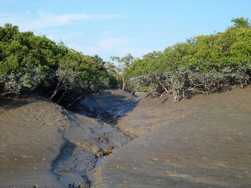 スンダルバンス国立公園の画像24
