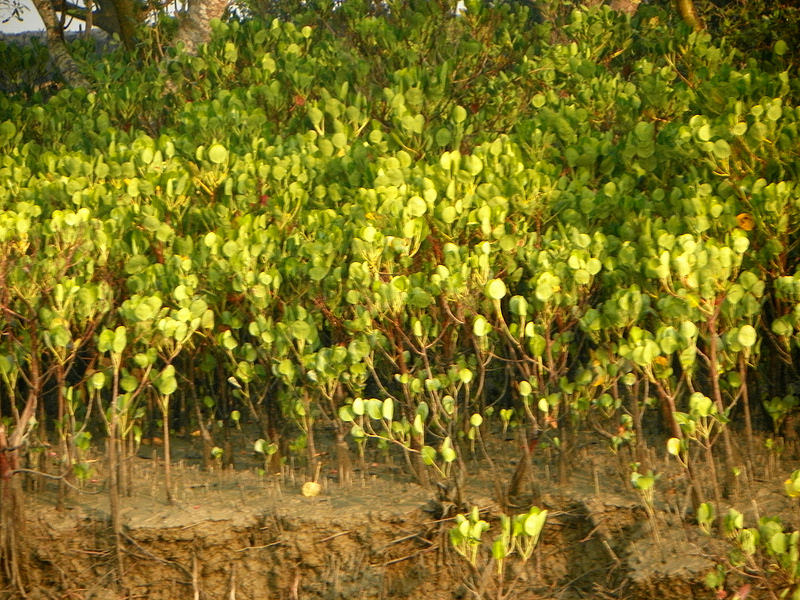 スンダルバンス国立公園の画像26