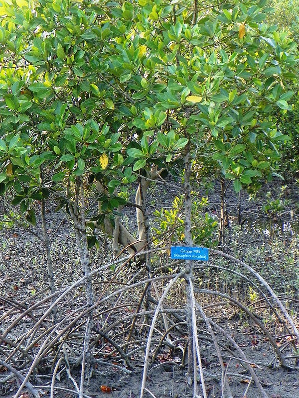 スンダルバンス国立公園の画像28