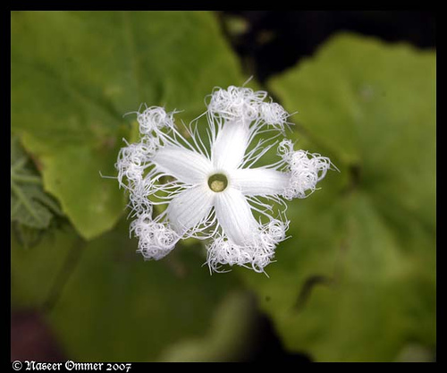 花の谷国立公園の画像3