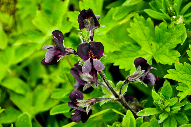 花の谷国立公園の画像7