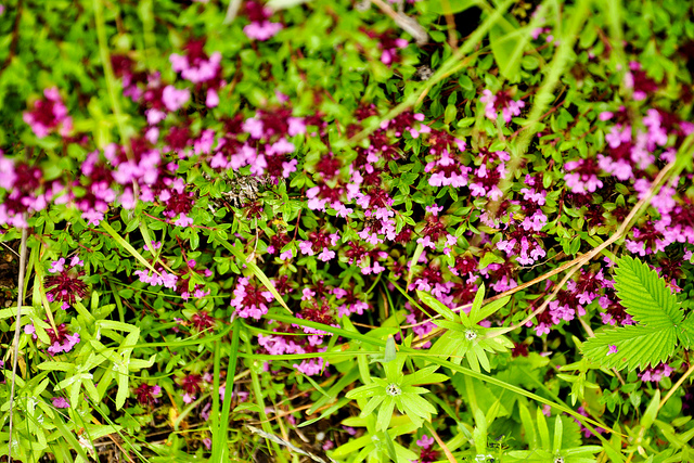 花の谷国立公園の画像8