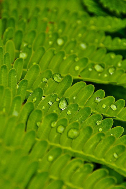花の谷国立公園の画像9