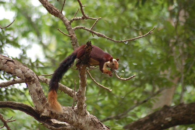 西ガーツ山脈の画像2