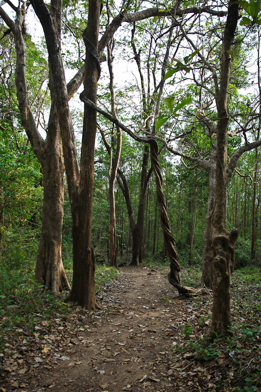 西ガーツ山脈の画像19