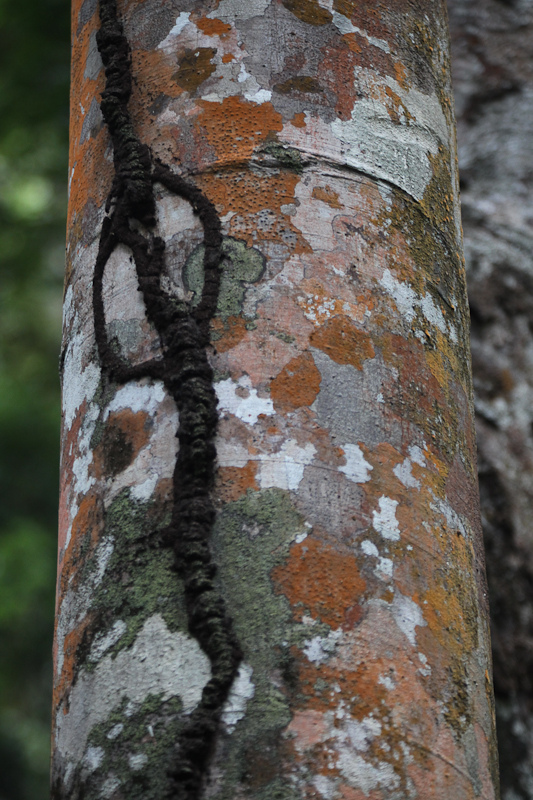 西ガーツ山脈の画像21