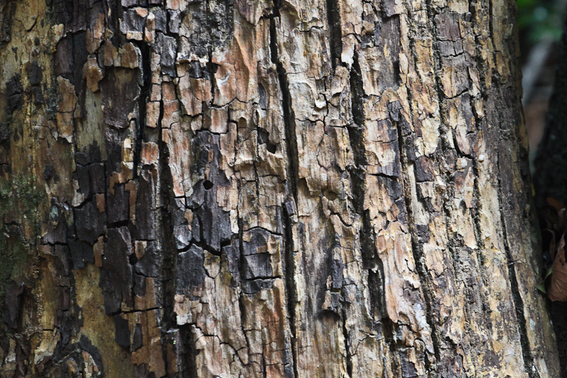 西ガーツ山脈の画像26