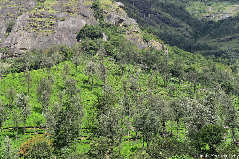 Chinnar Wildlife Sanctuaryの画像3