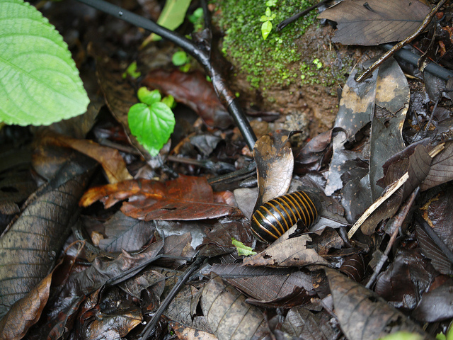 Radhanagari Wildlife Sanctuaryの画像1