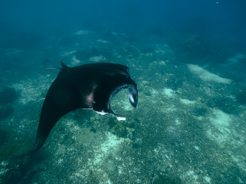 コモド国立公園の画像5