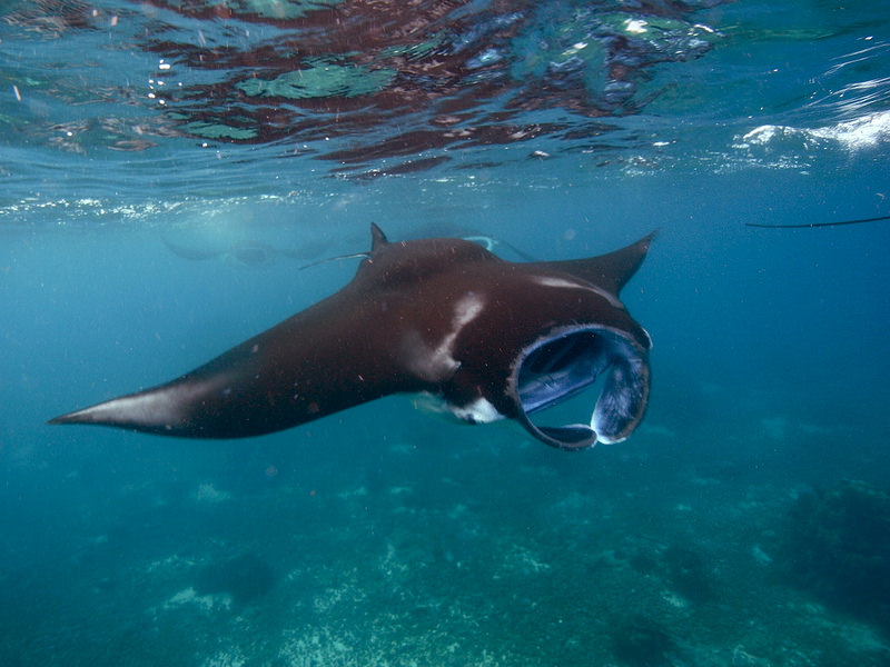 コモド国立公園の画像6