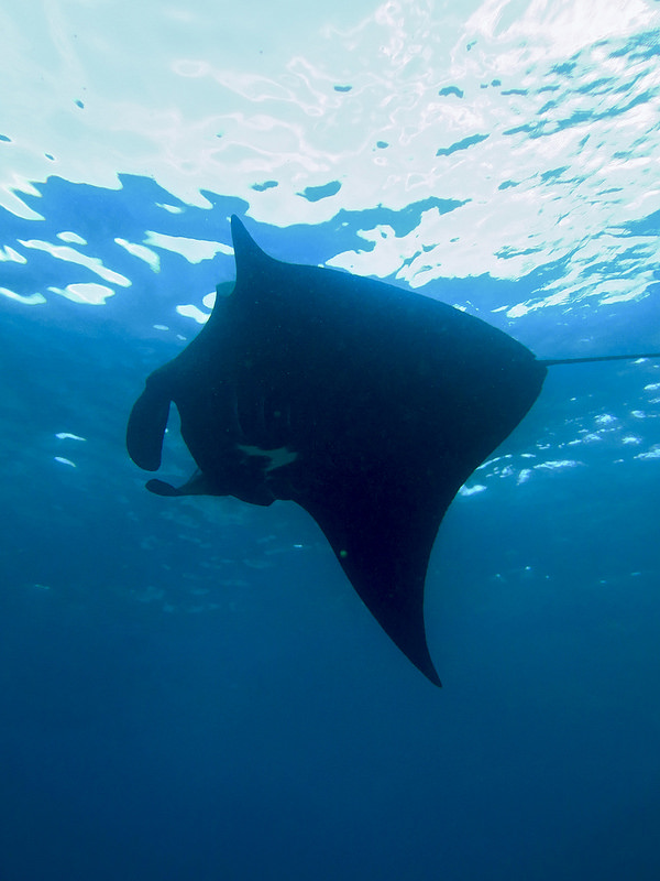 コモド国立公園の画像7