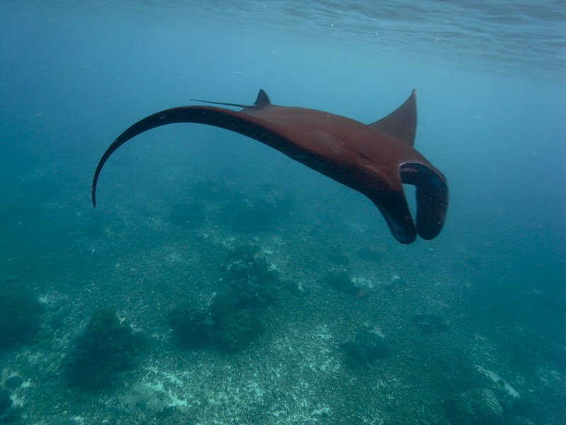 コモド国立公園の画像10