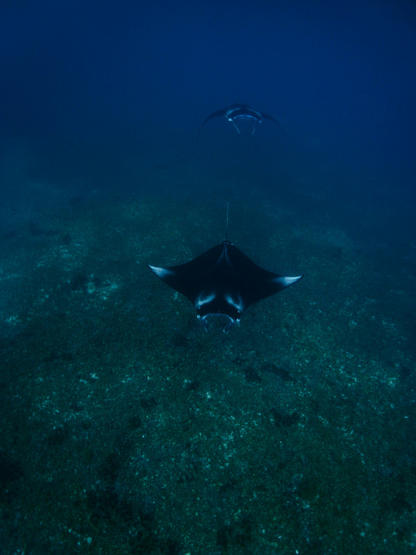 コモド国立公園の画像13