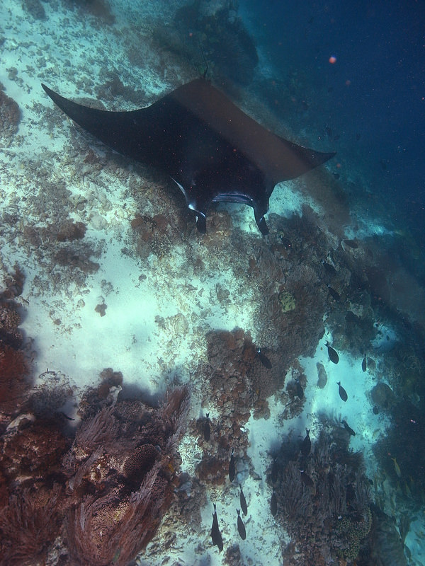 コモド国立公園の画像14