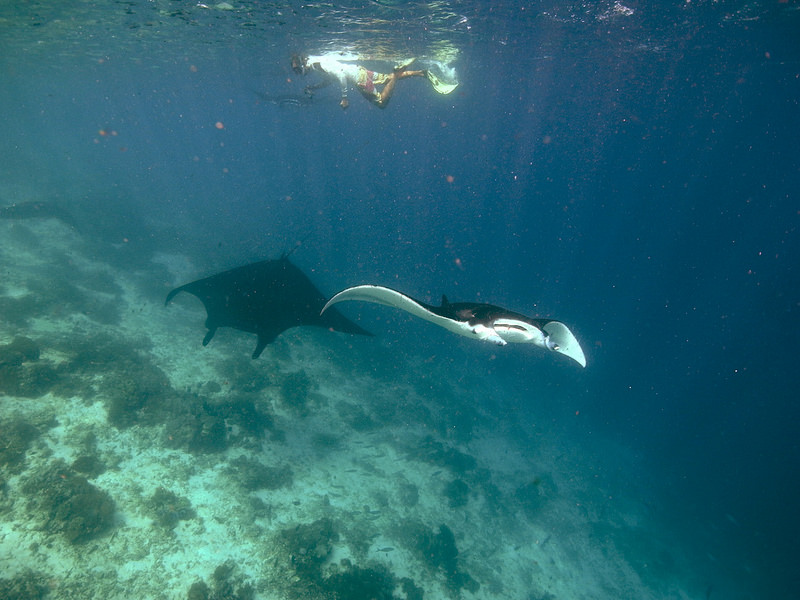 コモド国立公園の画像15