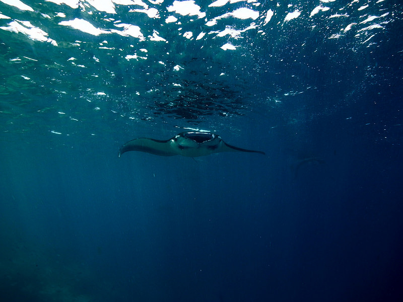 コモド国立公園の画像16