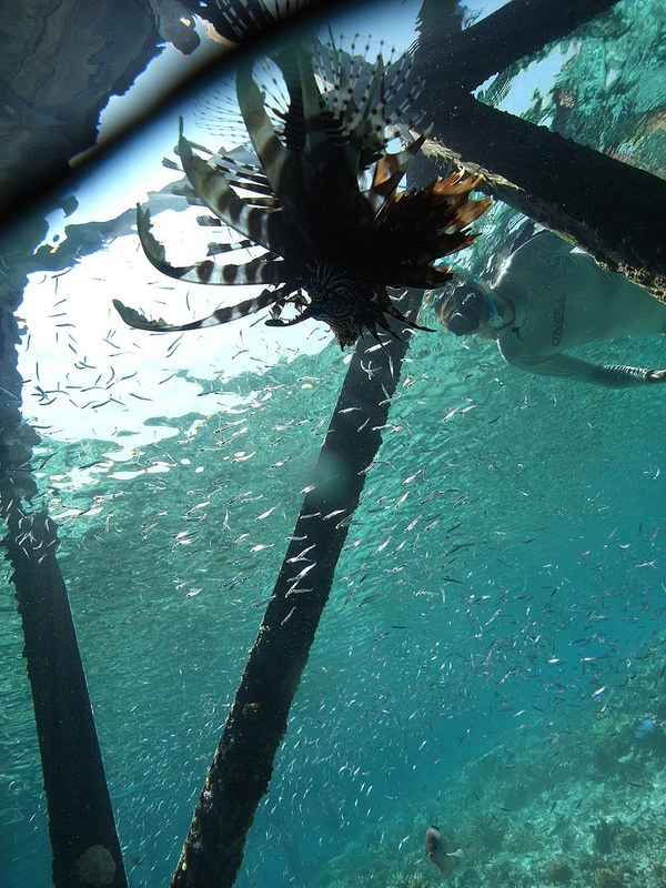 コモド国立公園の画像17