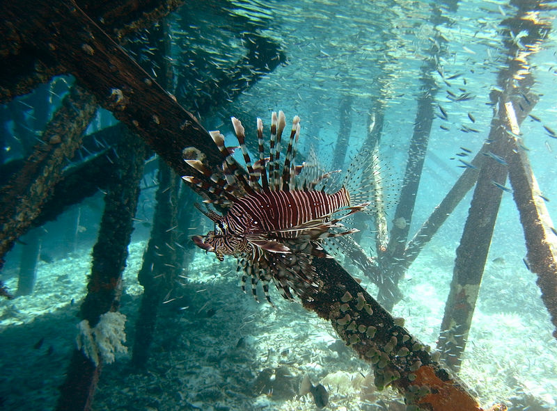 コモド国立公園の画像19