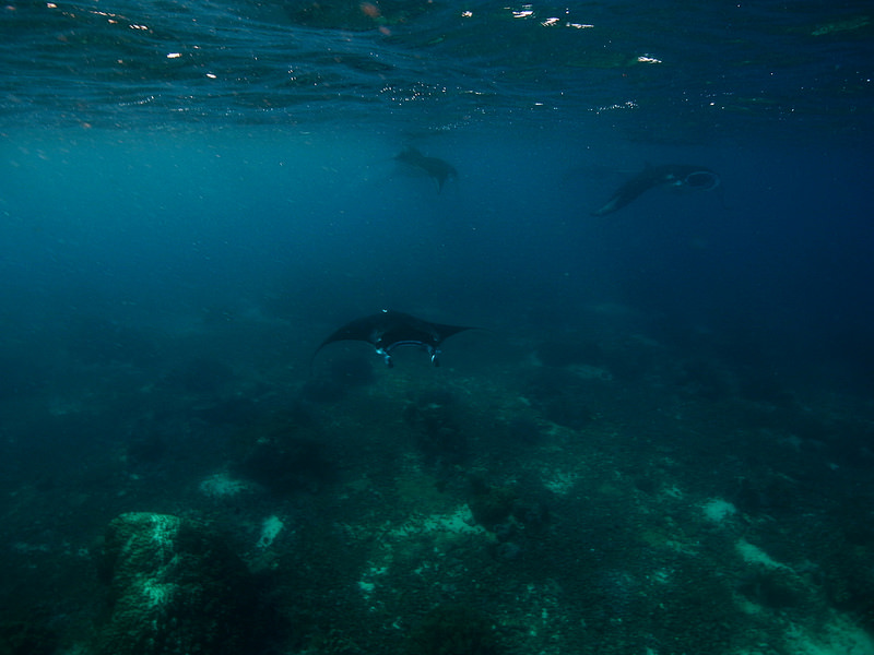 コモド国立公園の画像21