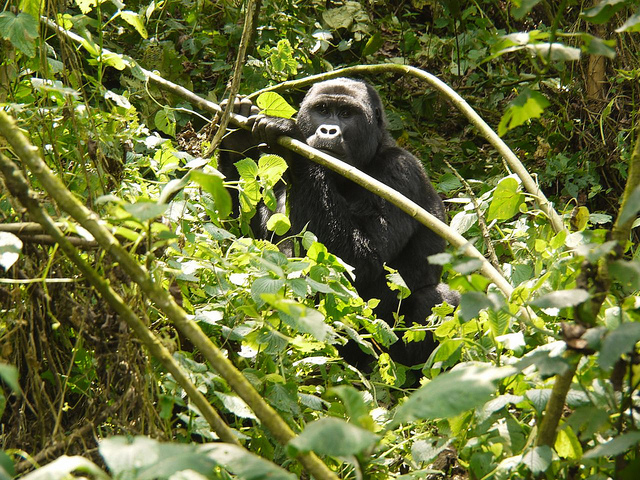 ブウィンディ原生国立公園の画像3