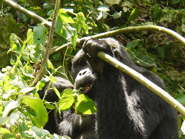 ブウィンディ原生国立公園の画像4