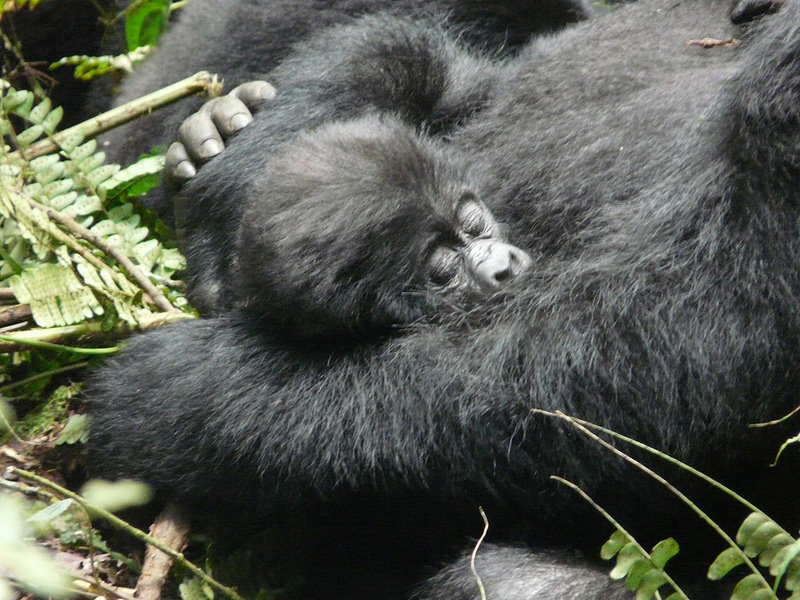 ブウィンディ原生国立公園の画像8