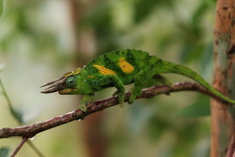 ブウィンディ原生国立公園の画像9