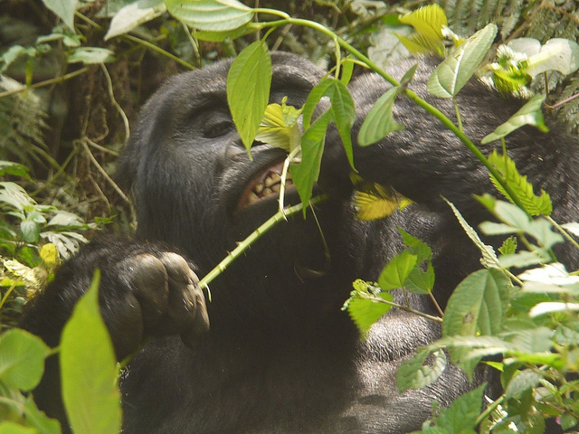 ブウィンディ原生国立公園の画像13