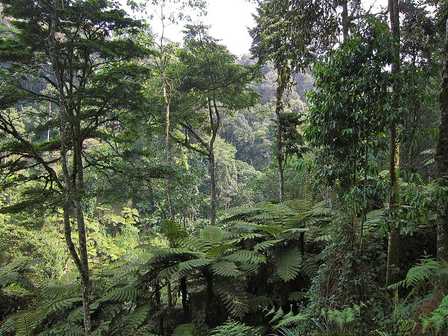 ブウィンディ原生国立公園の画像16